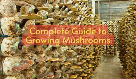 How to Plant & Grow Mushrooms: Complete Guide.